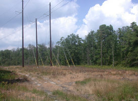 Powerline Cuts